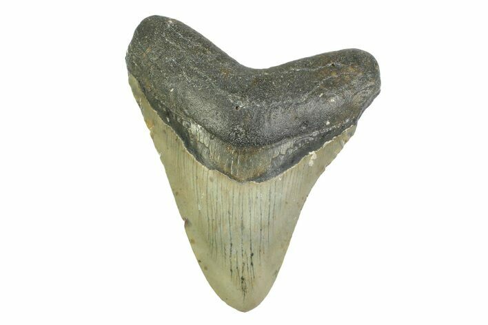 Fossil Megalodon Tooth - North Carolina #354525